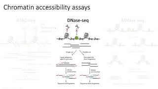 MCB 182 Lecture 84  Chromatin accessibility ATACseq [upl. by Duquette410]