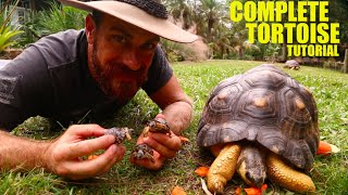 The Ultimate Radiated Tortoise Care Instructions [upl. by Malony]