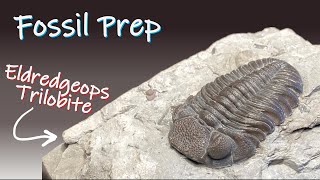 Fossil Preparation  Eldredgeops rana crassituberculata Trilobite [upl. by Suivatal639]