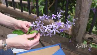 How to Collect a Herbarium Specimen and Tissue Sample [upl. by Llekcm]