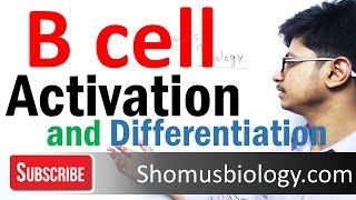 B cell activation and differentiation [upl. by Akkimat]