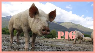 Pig sound effect  how to pig squeal 🐷 [upl. by Waterman83]