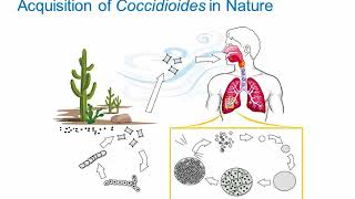 Dimorphic Fungi Coccidioidomycosis Hot Topic [upl. by Modla]