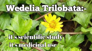 Wedelia Trilobata  Sphagneticola Trilobata A medicinal amp Garden plantOnenonlypharmacy [upl. by Tadeas]