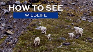 How to see Wildlife in Alaska [upl. by Cindee]