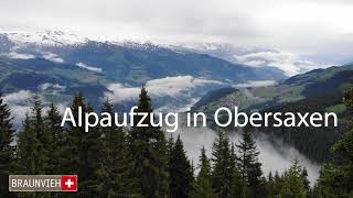 Alpaufzug Obersaxen [upl. by Acissaj253]