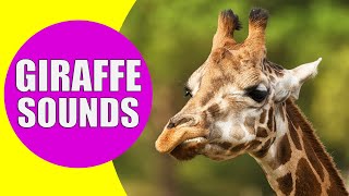 GIRAFFE SOUNDS  Learn Animals with Kiddopedia Shorts [upl. by Whitten]