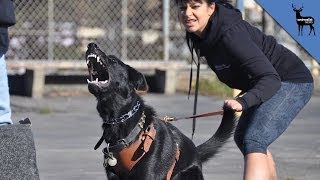 What Makes a Dog Aggressive [upl. by Prud]