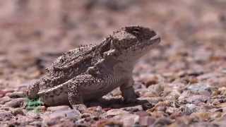 Horned Lizard [upl. by Kennith]