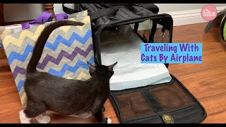 VLOG 12 Busy Day Out amp Breastfeeding my cats [upl. by Atiluj972]