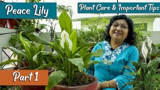 Peace Lily Plant Care  Important Tips And Problems [upl. by Coral]