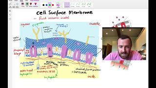 Membranes Mindmap OCR A Level Biology 25 [upl. by Aikam]