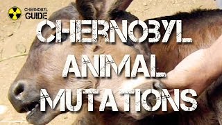 Chernobyl Animal Mutations  pictures of Mutated Animals in the Chernobyl Zone [upl. by Noirb]