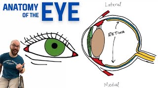 Anatomy of the Eye [upl. by Newra53]