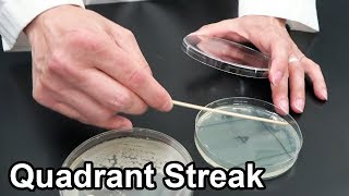 Quadrant Streaking Bacteria  Techniques Demonstration [upl. by Jordana]