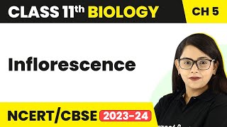 Inflorescence  Morphology of Flowering Plants  Inflorescence Class 11  Biology Class 11 [upl. by Allianora]