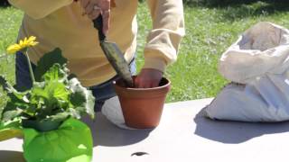 How to Repot a Gerbera  Gerbera Plant Care [upl. by Aihtnis611]