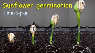 Sunflower germination timelapse [upl. by Avrenim127]