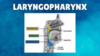 Laryngopharynx Anatomy  Definition Parts Lymphatics Functions [upl. by Milo]