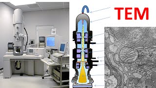 Electron microscopy  Transmission electron microscopy [upl. by Adnaerb]