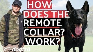 How do I use the remote collar E collar dog training for beginners [upl. by Cathee369]