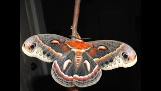 Complete Metamorphosis A Cecropia Moth Life Cycle [upl. by Hcirteid]