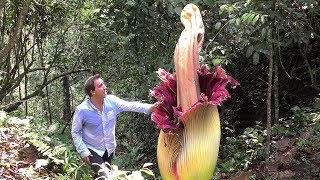 Worlds BIGGEST Flowers Worlds Most Spectacular Plants episode 2 of 14 [upl. by Akenet]