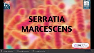 Serratia Marcsencens [upl. by Enajyram]