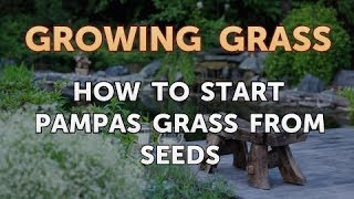 How to Start Pampas Grass From Seeds [upl. by Judon]