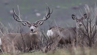 Giant Mule Deer Bucks on Antelope Island Utah [upl. by Jenkins]