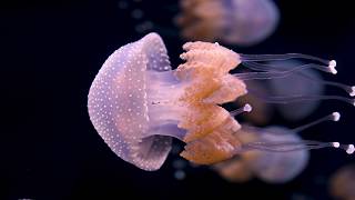 Underwater Beauty Spotted Jellies [upl. by Cristian]