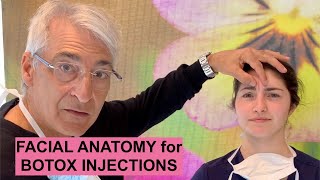 Facial ANATOMY for BOTOX Injections [upl. by Noll641]