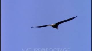 Bald Eagle Soaring [upl. by Esinahs]