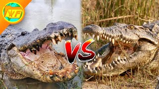 Alligator VS Crocodile  Whats the Difference [upl. by Llenhoj690]