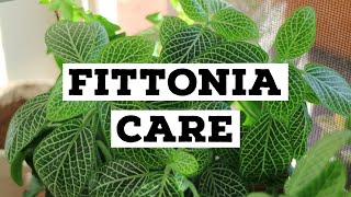 How to care for Fittonia  Nerve plant care [upl. by Yatnoj438]