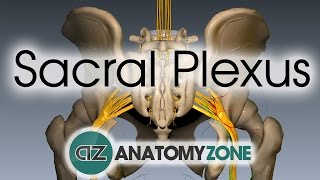 Sacral Plexus  Anatomy Tutorial [upl. by Mulvihill]