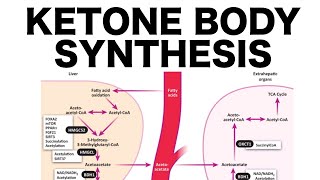 Ketone Body Synthesis [upl. by Baker434]