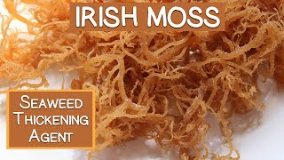 Irish Moss Seaweed A Nutritious Thickening Agent [upl. by Patricia946]