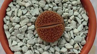 A year and a day in the life of a Lithops [upl. by Siuol563]