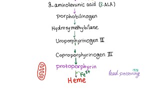 Heme Synthesis Pathway — Biochemistry and Hematology [upl. by Aicekal]