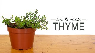 How to Divide Thyme [upl. by Sabanrab]