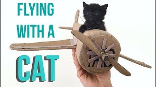 Traveling By Plane With Your Cat [upl. by Marte]