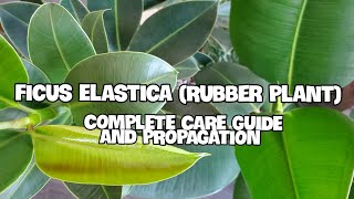 How To Care For Ficus Elastica  Complete Care Guide Propagation and Potting [upl. by Icam]