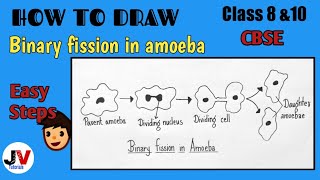 How to draw binary fission in amoeba class 8Binary fission in amoeba diagram class 10 NCERT [upl. by Atekin]