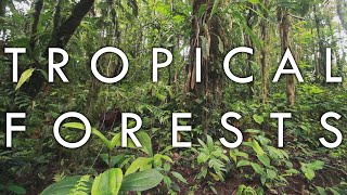 Tropical Rainforest and Tropical Seasonal Forest  Biomes1 [upl. by Atiuqal]