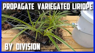 Propagate Variegated Liriope by Division [upl. by Encratia546]