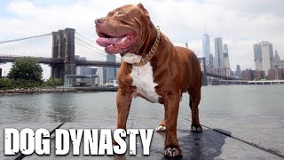 The Best Of Hulk The Giant Pitbull  DOG DYNASTY [upl. by Eudo]