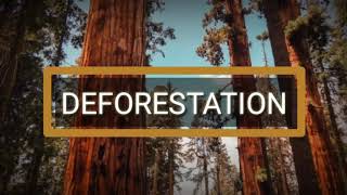 Deforestation Presentation  Causes Effects and Solutions [upl. by Burnley]