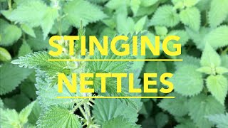 How to prepare stinging nettles [upl. by Eivets]