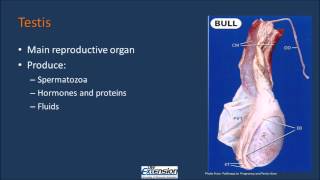 Bull Reproductive Anatomy [upl. by Rodnas]